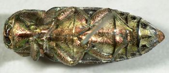 Media type: image;   Entomology 2689 Aspect: habitus ventral view